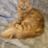 Entry image for Mr. Macavity