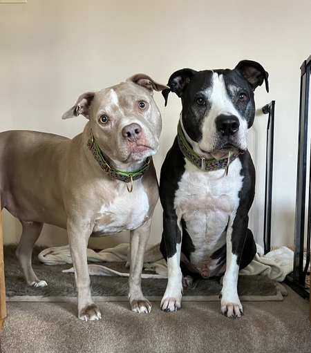 Entry image for Gus & Joey (Two Brothers). Clicking this image will show a larger photo