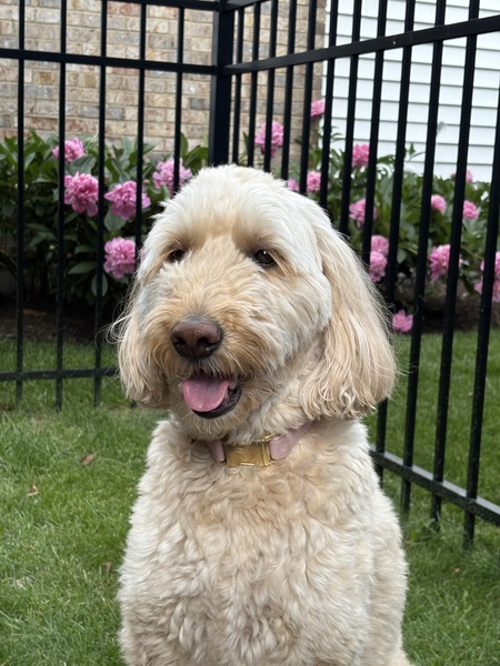 Entry image for Baci. Clicking this image will show a larger photo