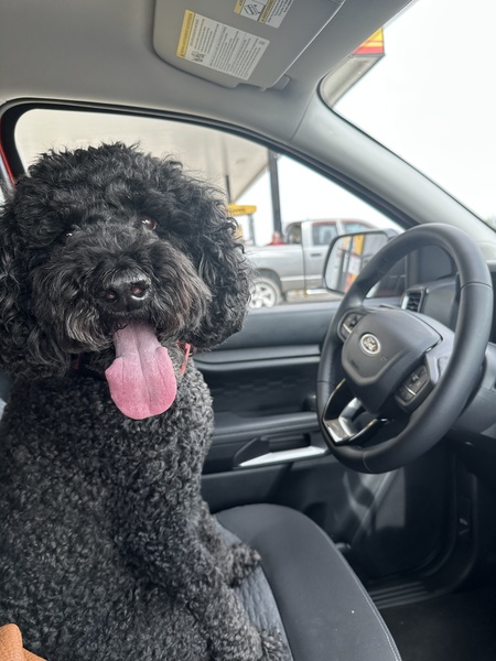 Entry image for Boomer . Clicking this image will show a larger photo