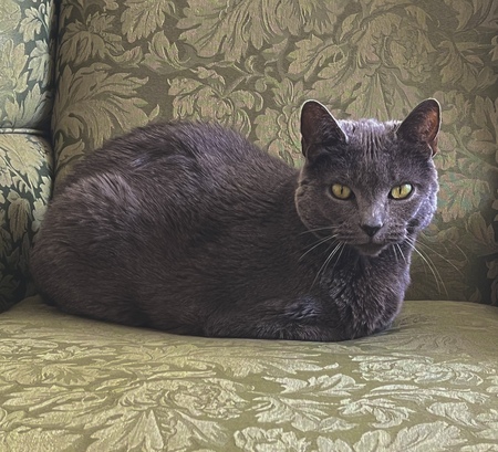Entry image for Bella. Clicking this image will show a larger photo