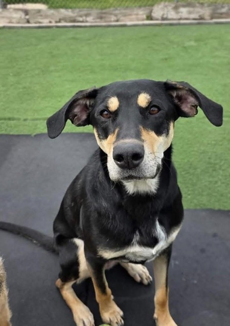 Entry image for Nala. Clicking this image will show a larger photo