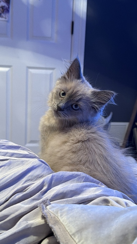 Entry image for Artemis. Clicking this image will show a larger photo
