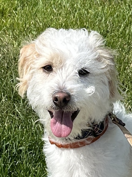 Entry image for Benny. Clicking this image will show a larger photo