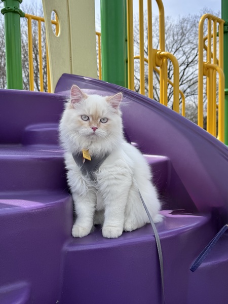 Entry image for Lestat . Clicking this image will show a larger photo
