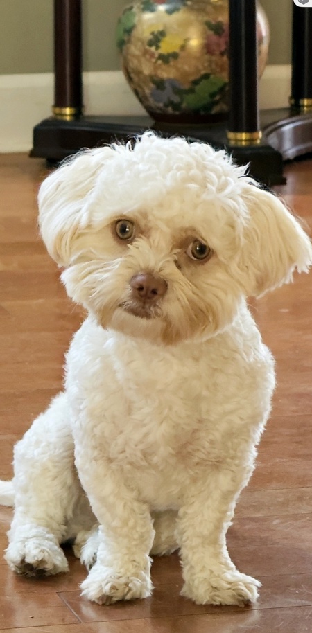 Entry image for Mikey. Clicking this image will show a larger photo