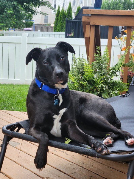 Entry image for Buddy. Clicking this image will show a larger photo