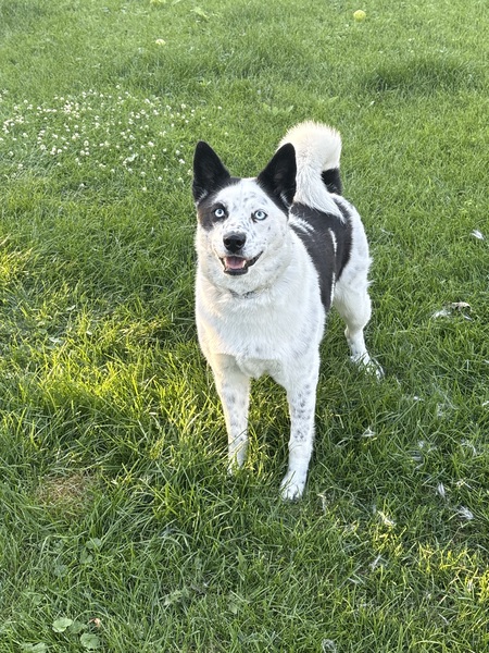 Entry image for Willow. Clicking this image will show a larger photo