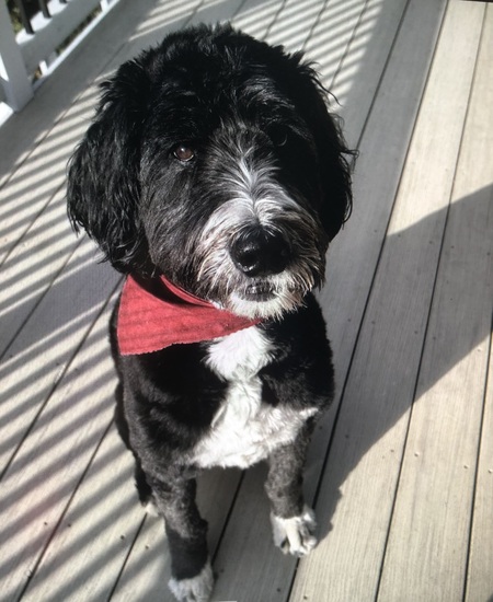 Entry image for BUDDY. Clicking this image will show a larger photo