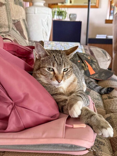 Entry image for Callie. Clicking this image will show a larger photo