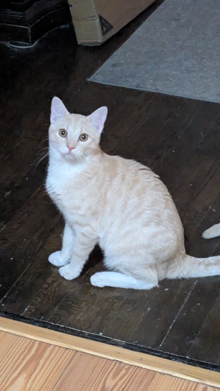 Entry image for George Pawshington . Clicking this image will show a larger photo