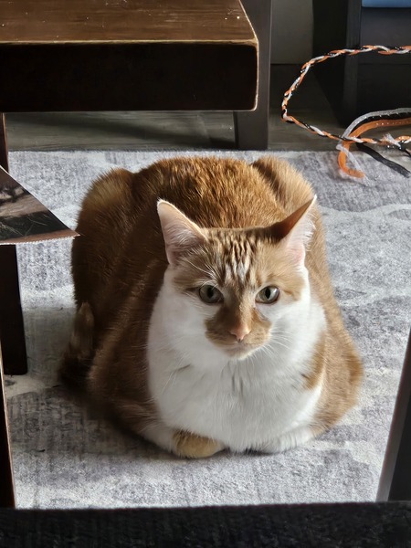 Entry image for Ember. Clicking this image will show a larger photo