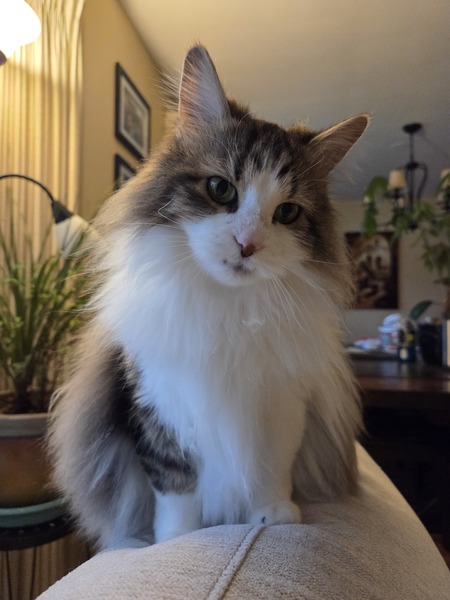 Entry image for Maezy Mae. Clicking this image will show a larger photo