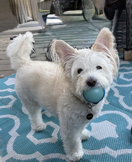 Entry image for Ernie. Clicking this image will show a larger photo