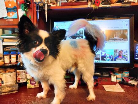 Entry image for Kermit De Dawg. Clicking this image will show a larger photo