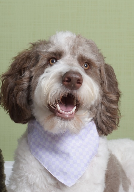 Entry image for Ernie . Clicking this image will show a larger photo