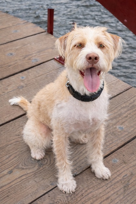 Entry image for Ollie. Clicking this image will show a larger photo