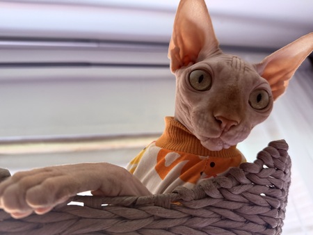 Entry image for Nimbus “Nimbi”. Clicking this image will show a larger photo