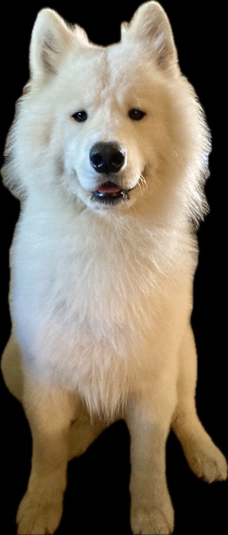 Entry image for Grand Poobah. Clicking this image will show a larger photo