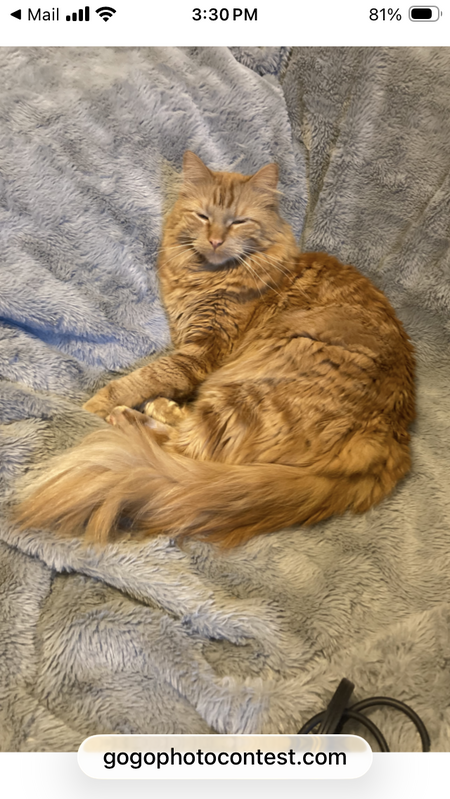 Entry image for Mr. Macavity. Clicking this image will show a larger photo