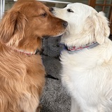Entry image for Noelle & Ruby