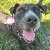 Entry image for Mabel 