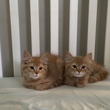 Entry image for Quinn and Clover 