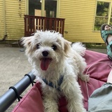 Entry image for Lily