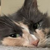 Entry image for Margot