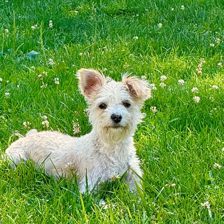 Entry image for  Nala. Clicking this image will show a larger photo
