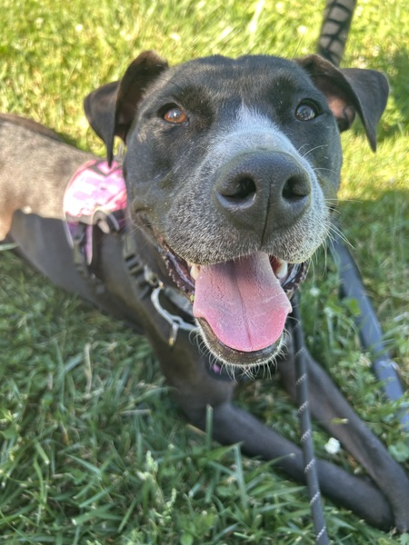 Entry image for Mabel . Clicking this image will show a larger photo
