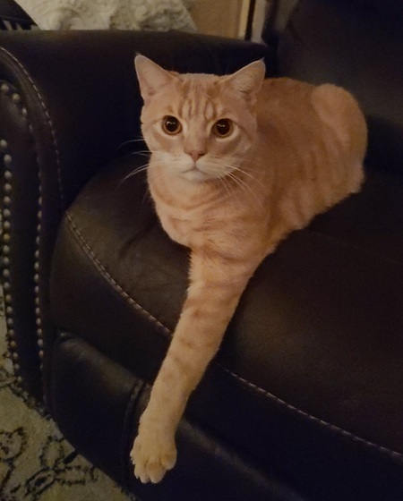 Entry image for Biscuit. Clicking this image will show a larger photo