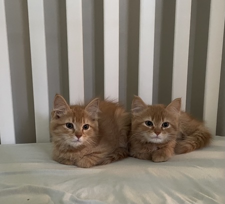 Entry image for Quinn and Clover . Clicking this image will show a larger photo