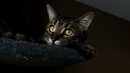 Entry image for Whiskey. Clicking this image will show a larger photo