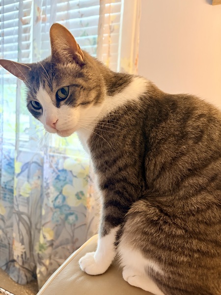 Entry image for Tigger. Clicking this image will show a larger photo
