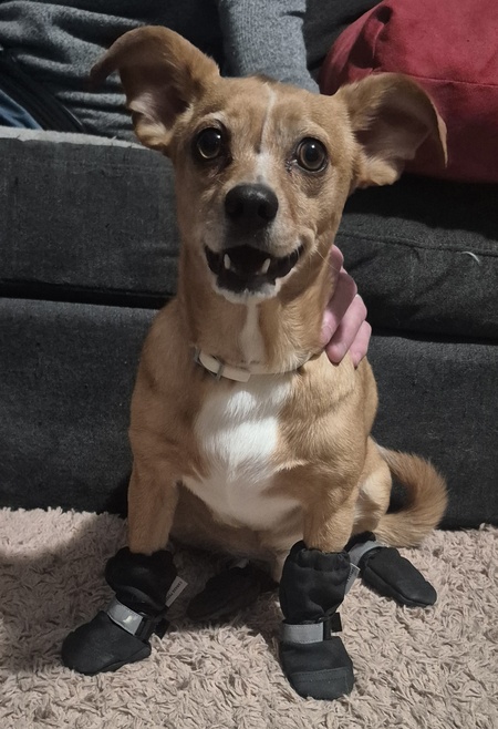 Entry image for Odie. Clicking this image will show a larger photo