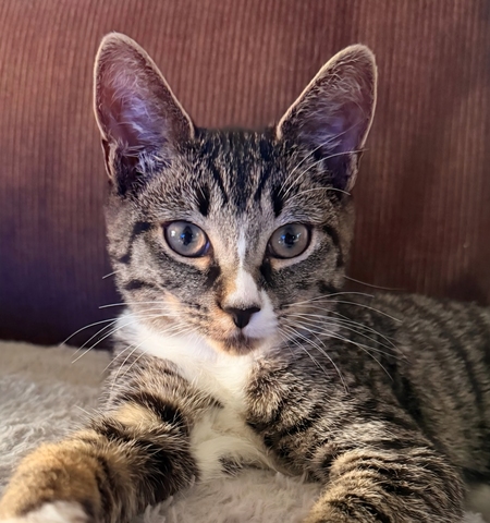 Entry image for Gidget. Clicking this image will show a larger photo
