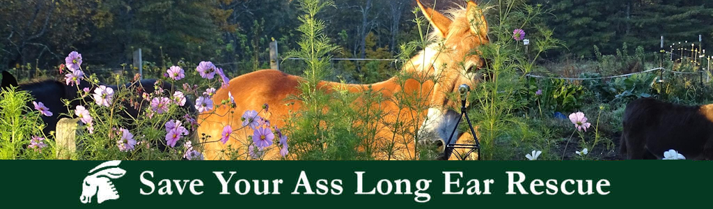 Banner for Save Your Ass Long Ear Rescue Calendar Photo Contest