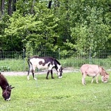 Entry image for Mavis Kelly, Ms. Mildred Kassidy Woolington, and Kahlua Bromine