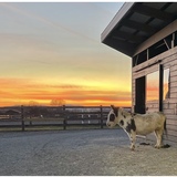 Entry image for Ragnar