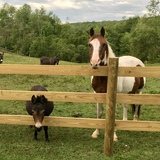 Entry image for Coco (mini mule) and Scout (horse)