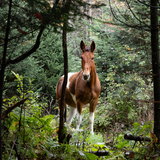 Entry image for Qilin
