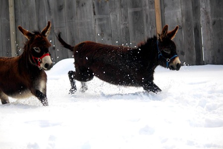 Entry image for Tex & Jack. Clicking this image will show a larger photo