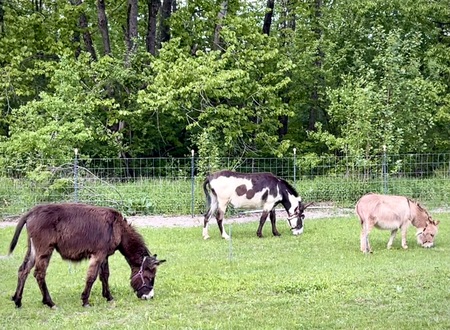 Entry image for Mavis Kelly, Ms. Mildred Kassidy Woolington, and Kahlua Bromine. Clicking this image will show a larger photo