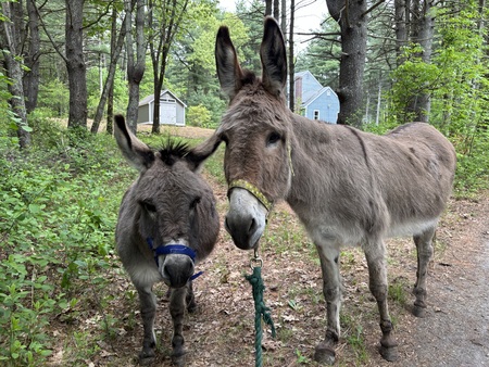 Entry image for Peanut and Rosie. Clicking this image will show a larger photo