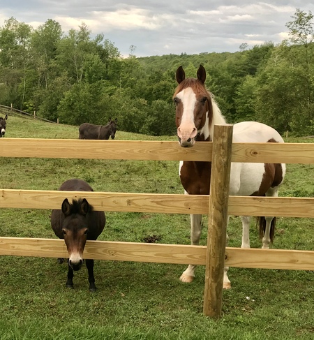 Entry image for Coco (mini mule) and Scout (horse). Clicking this image will show a larger photo