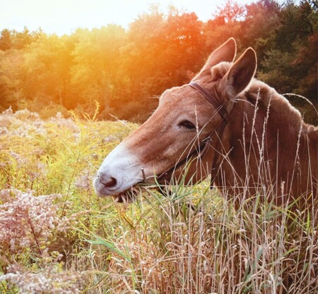 Entry image for Gulliver. Clicking this image will show a larger photo