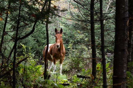 Entry image for Qilin. Clicking this image will show a larger photo