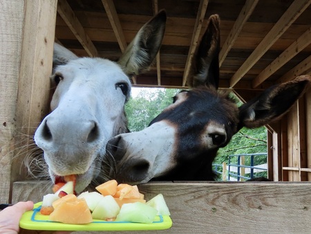 Entry image for Eloise and Lola. Clicking this image will show a larger photo