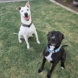 Entry image for Nina and Kahuna
